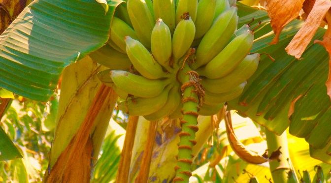 Meat Lover?: Growing Up Vegetarian-ish in Europe