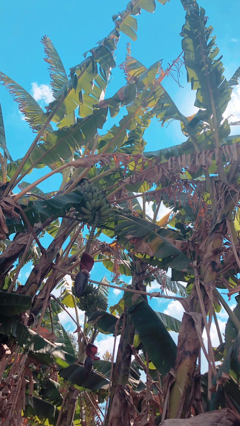 Banana tree, nature, Africa, Zimbabwe, Harare 
