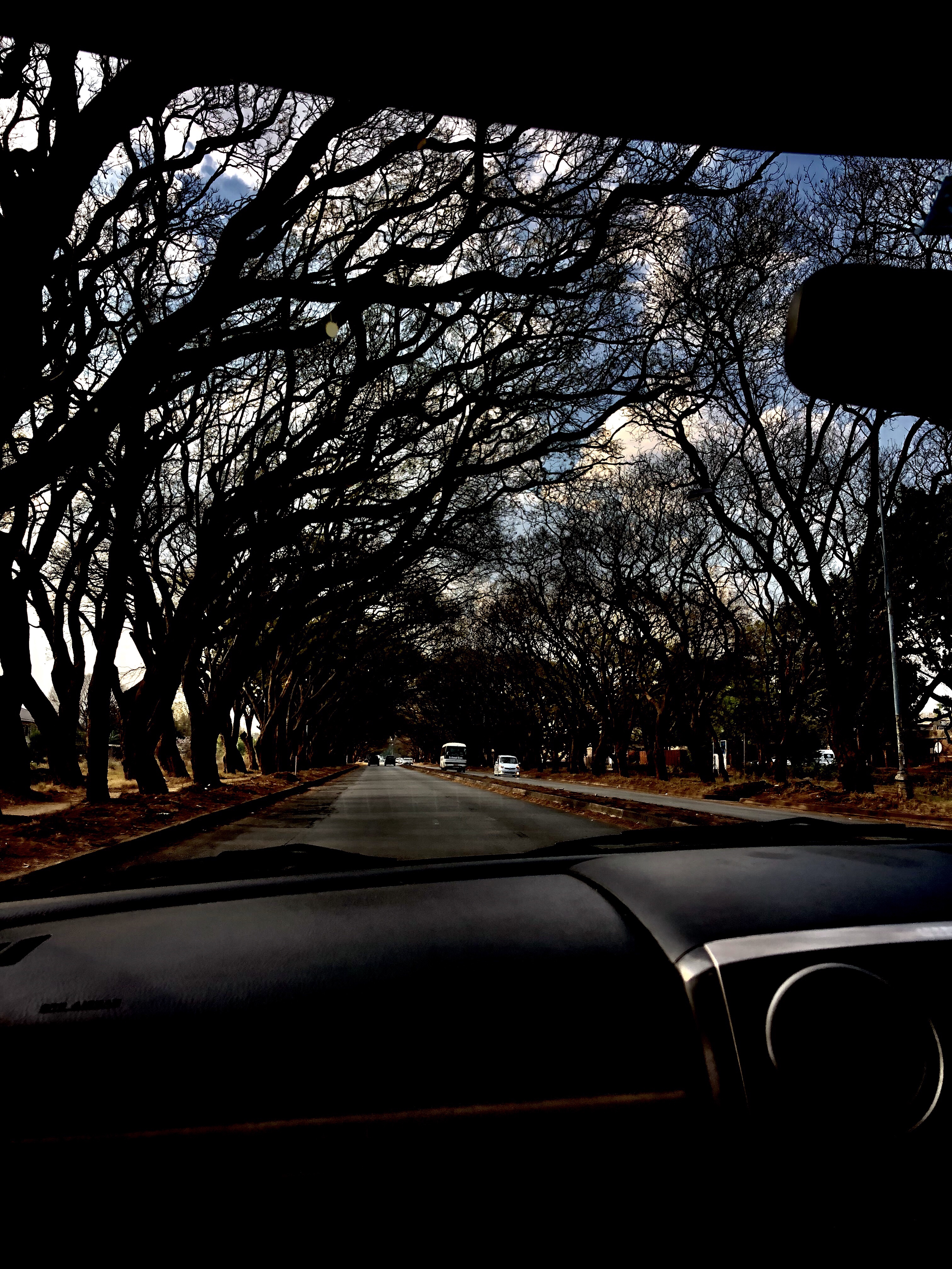 Jacaranda tree, trees, nature, Zimbabwe, Harare, 