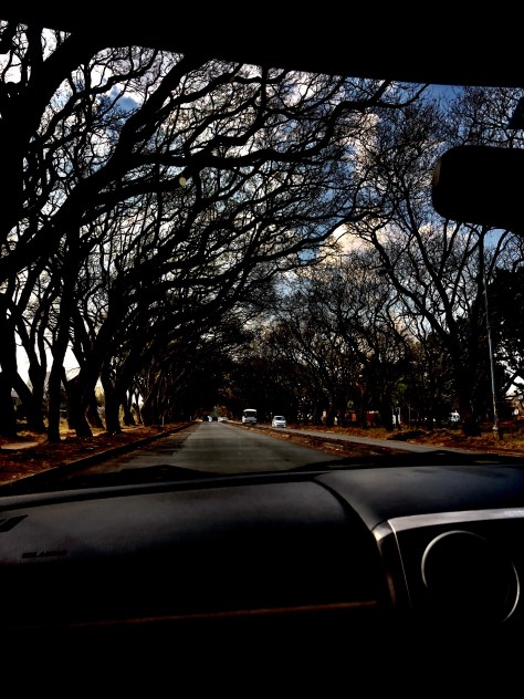 Jacaranda tree, trees, nature, Zimbabwe, Harare, 