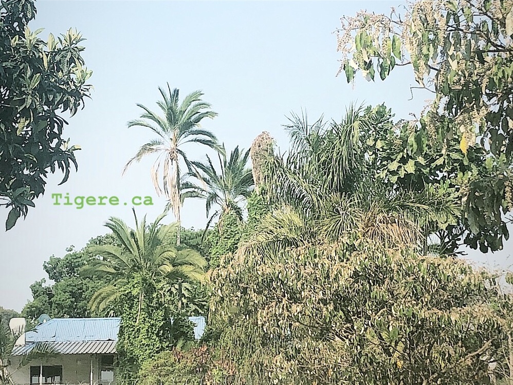 Trees, nature, africa, Harare, Zimbabwe 