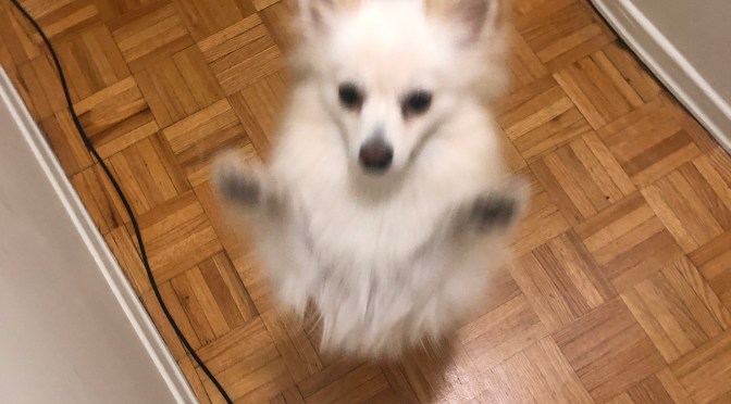 LolahLitt eats Matemba