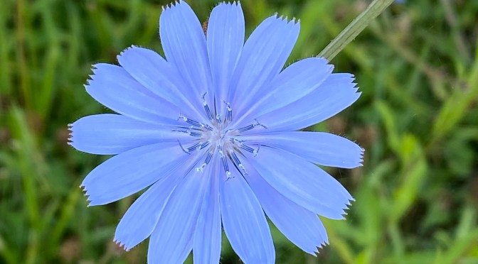 Remember beauty is everywhere even in the weeds