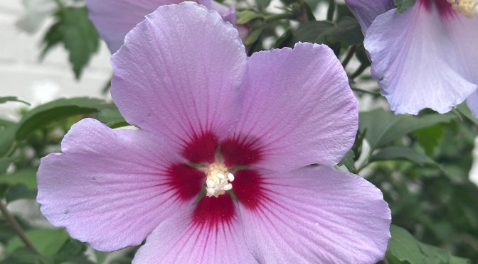 Rose of Sharon