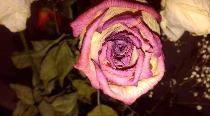 Heartbreak – The Settle down Selections